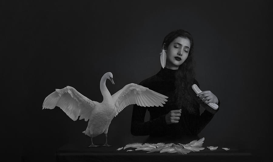 Black Swan Photograph by Adelrashidi