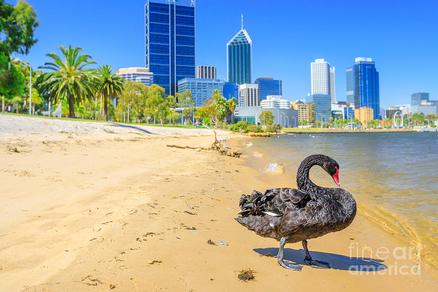 Black Swan and Perth skyline Photograph by Benny Marty