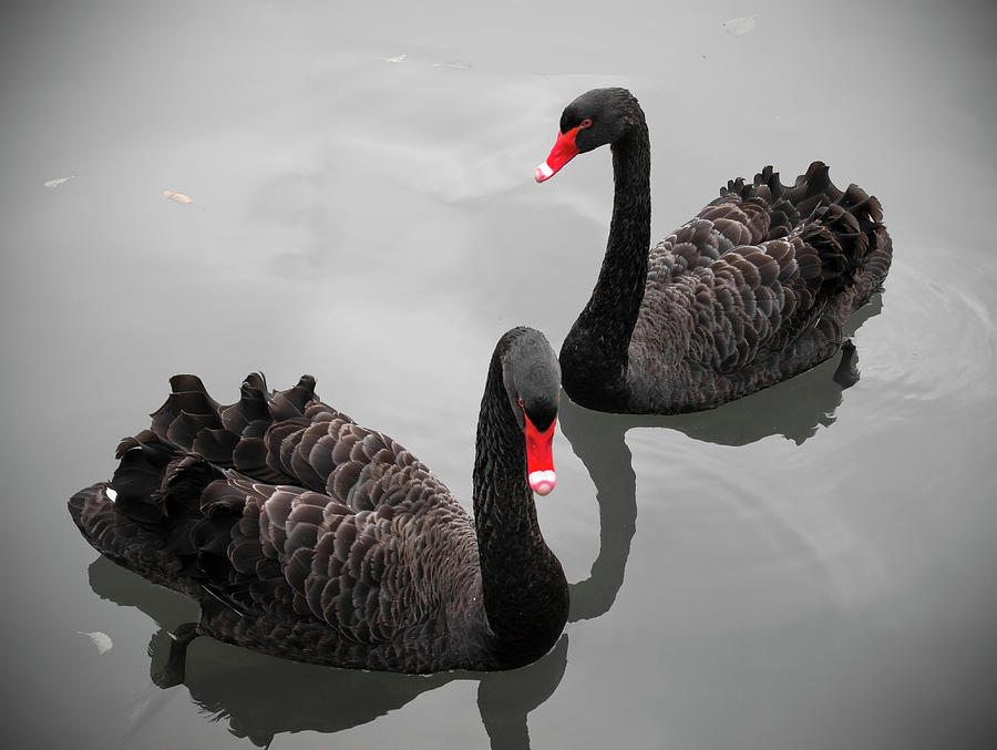 Black Swan Photograph by Bert Kaufmann Photography