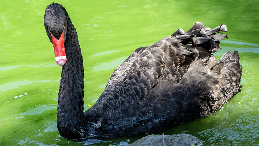 Black Swan Emerald Water by Jason Fink Black Swan Emerald Water by Jason Fink