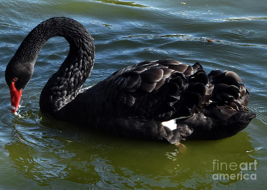 Black Swan Photograph by Lydia Holly