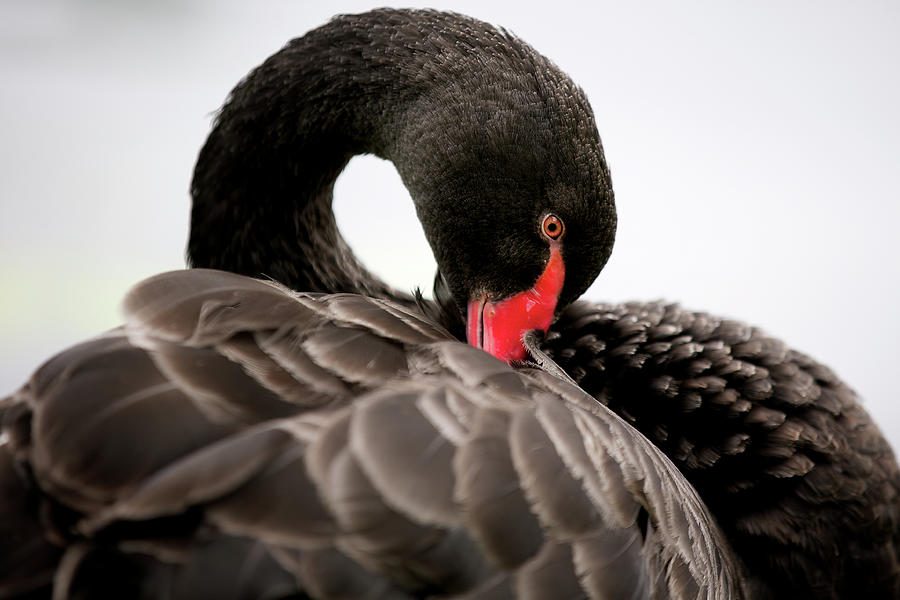 Black Swan Photograph by Markbridger