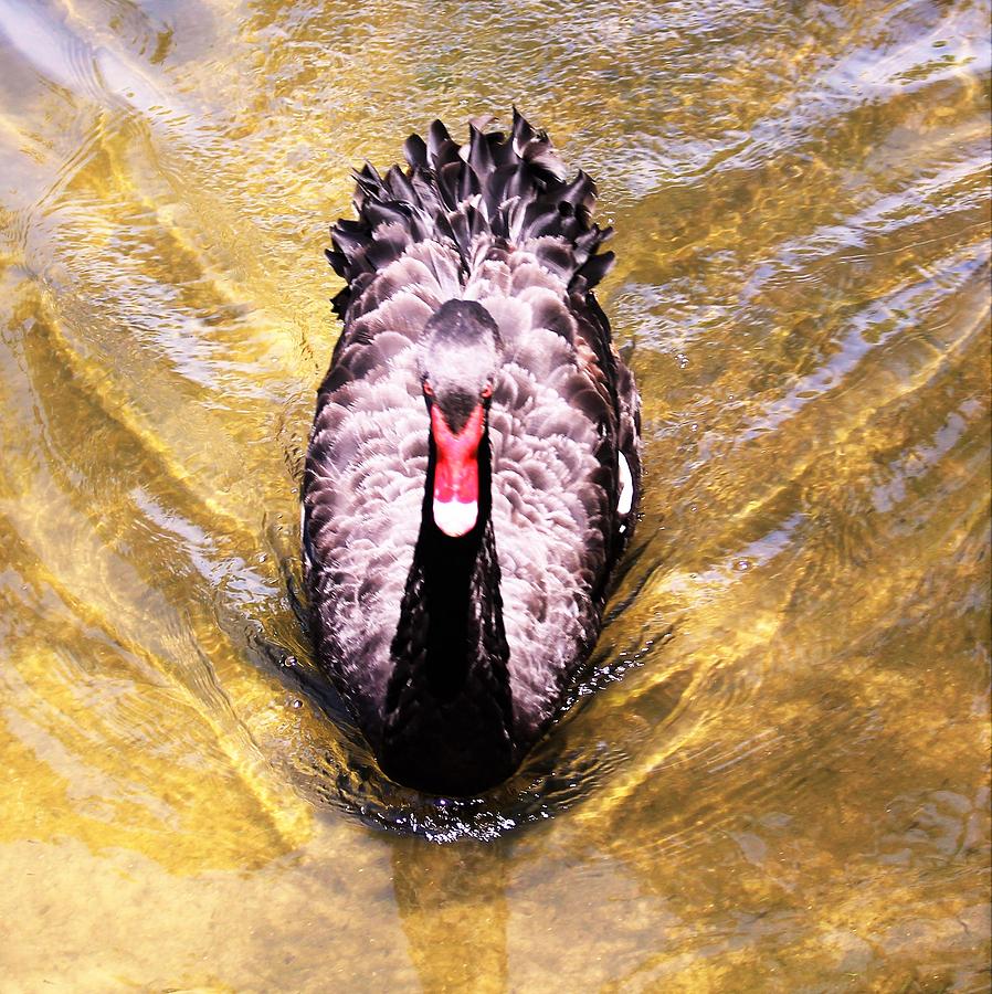 Black Swan Photograph by Mindy Newman