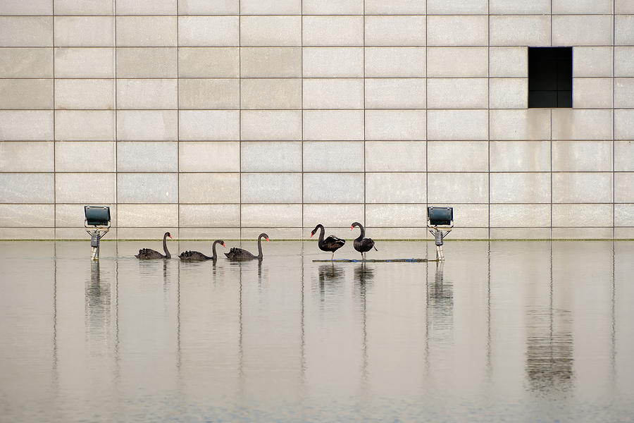 Animal Photograph - Black Swan by New Impressionist