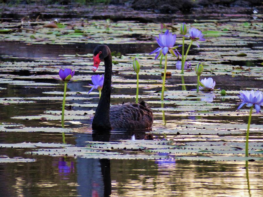 Black Swan on Lake Photograph by Joan Stratton