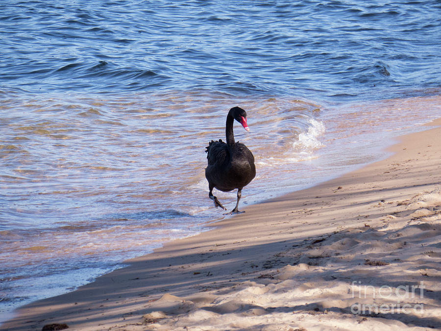 Black Swan Waddle Photograph by Christy Garavetto