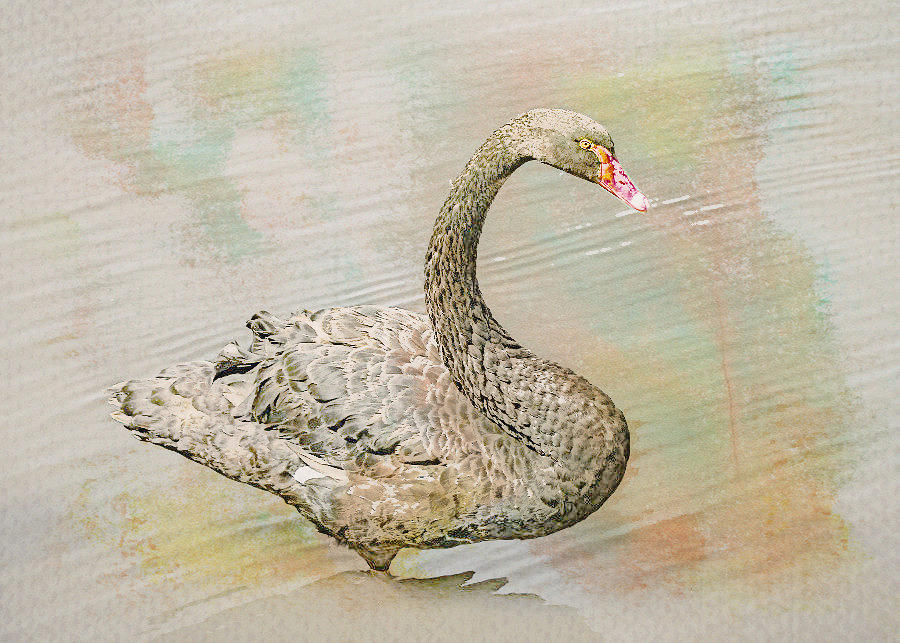 Black Swan Watercolor Digital Art by Alison Frank