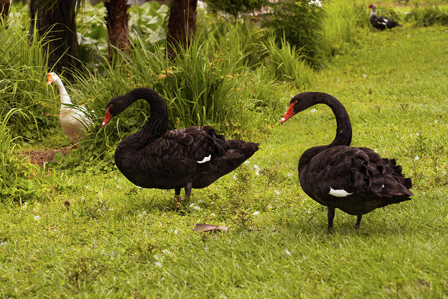 Swan Photograph - Black swans and curious goose by Zina Stromberg