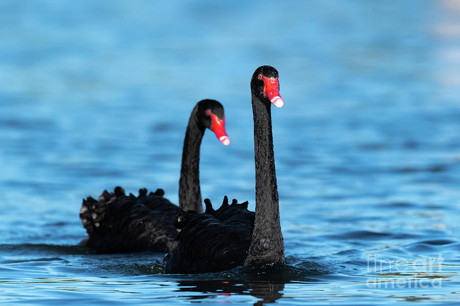 Black Swans Photograph by Dr P. Marazzi/science Photo Library