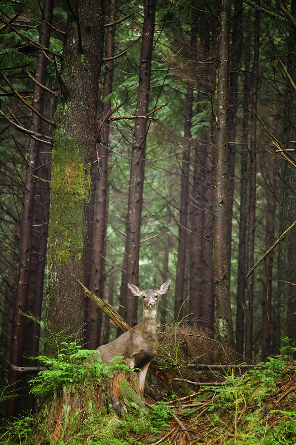 Black Tail Deer In Forest Photograph by Christopher Kimmel
