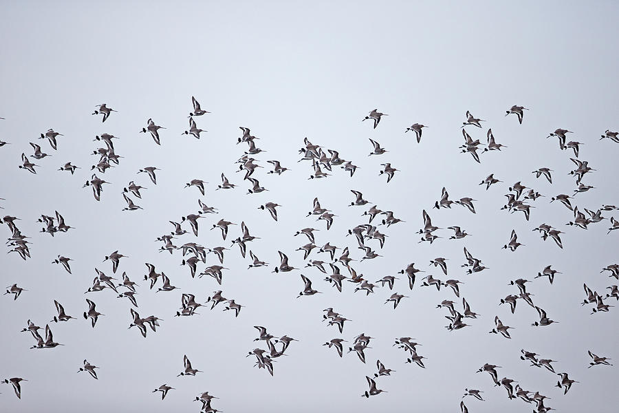 Black-tailed Godwit Flock In Flight, Norfolk, England, Uk Photograph by ...