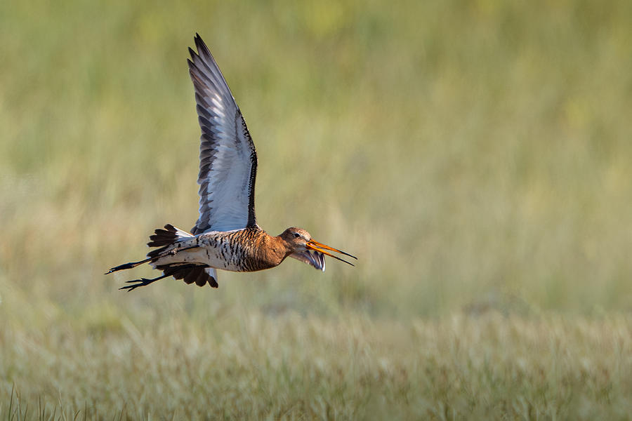 Nature Photograph - Black-tailed Godwit Leaving The Scene by Gert J Ter Horst