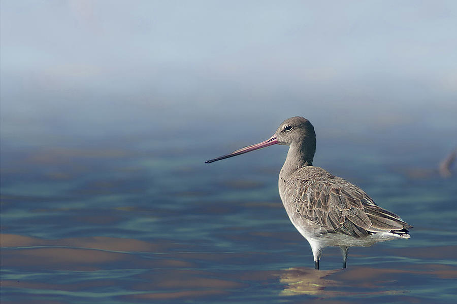 Black-tailed Godwit Photograph by Santanu Nandy Black-tailed Godwit Photograph by Santanu Nandy