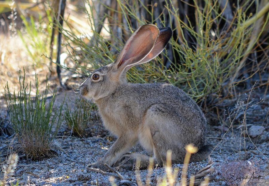 Black Tailed Jackrabbit Photograph by Elizabeth Abbott | Pixels