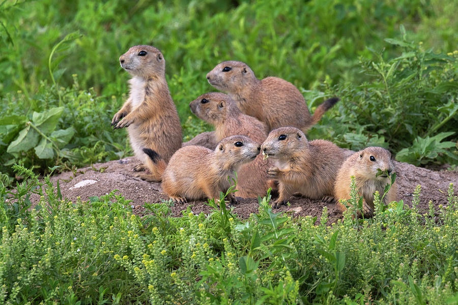 Black-tailed Prairie Dog Family At Den Photograph by Ivan Kuzmin