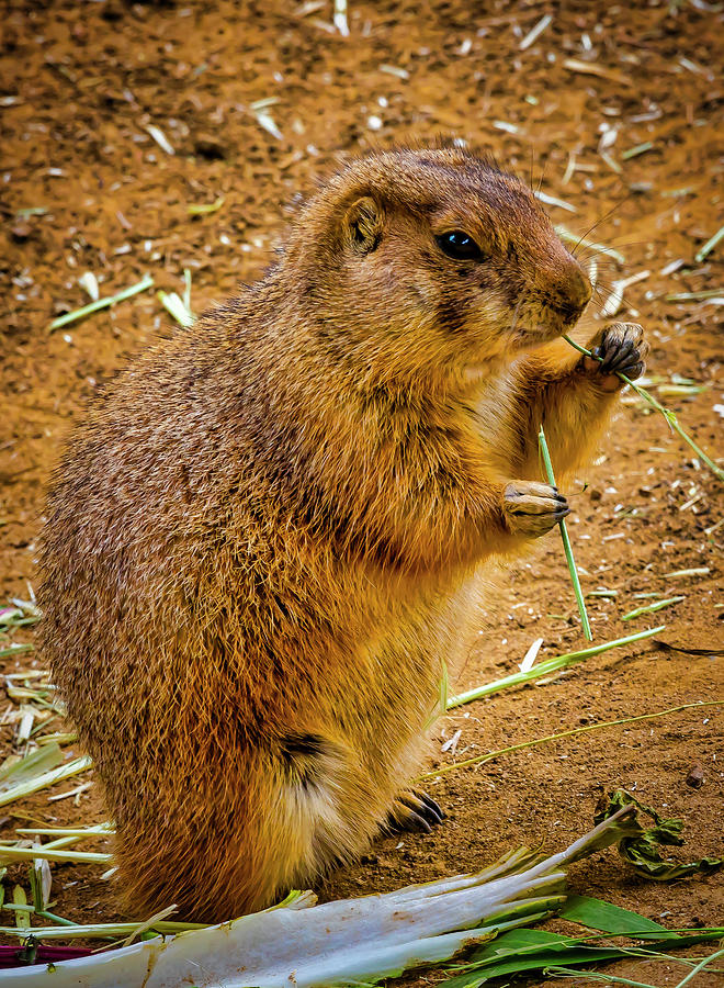 Black Tailed Prairie Dog Photograph by Garry Gay