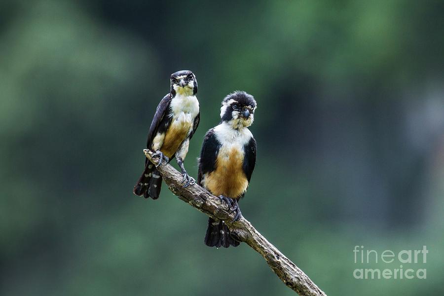 falconet bird