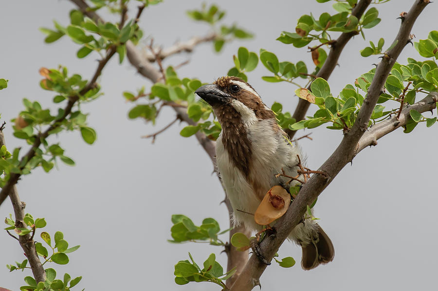 Black Photograph - Black-throated Barbet by Thomas Kallmeyer Black Photograph - Black-throated Barbet by Thomas Kallmeyer