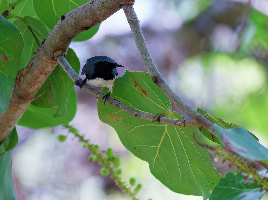 Black-throated Blue Warbler Perching On Branch Photograph