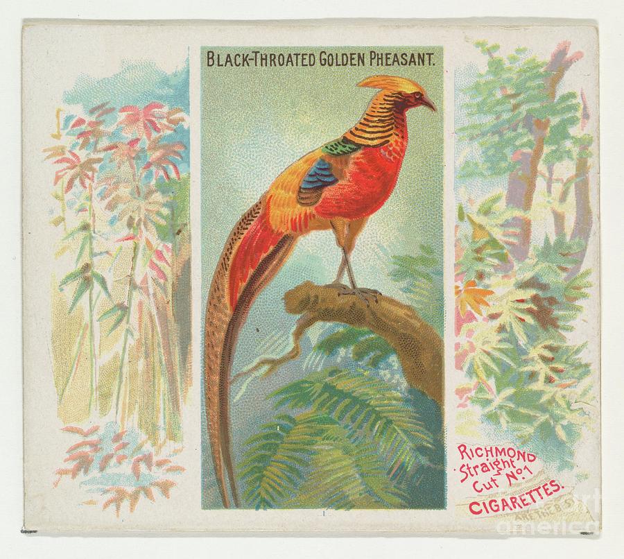 Black-throated Golden Pheasant Drawing by Heritage Images