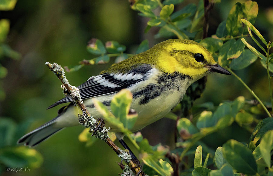 Black-throated Green Warbler Photograph by Jody Partin