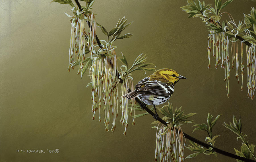 Black Throated Green Warbler Painting by Ron Parker
