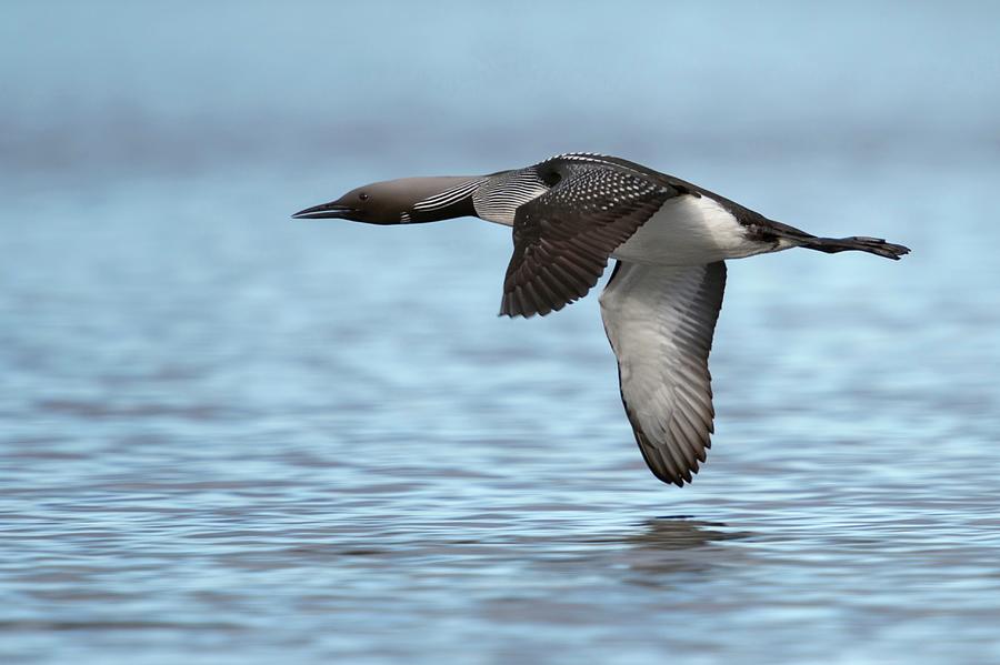 Black-throated Loon Arctic Loon Gavia Photograph by Ralf Kistowski ...