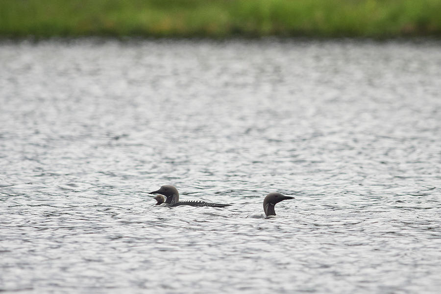 Black-throated Loon Family Photograph