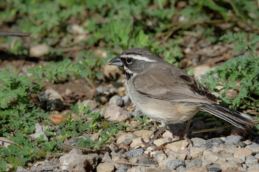 Black Throated Sparrow Foraging Photograph