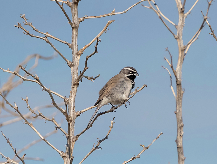 Black Throated Sparrow Photograph by Loree Johnson