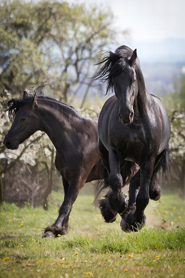 Black Thunder Photograph by Ulrike Leinemann - Pixels