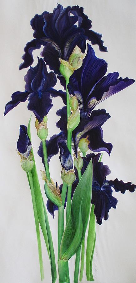 Black Tie Affair      Bearded Iris Painting by Barbara Anna Cichocka