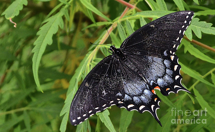 Black Tiger Swallowtail Butterfly Photograph by Ron Long
