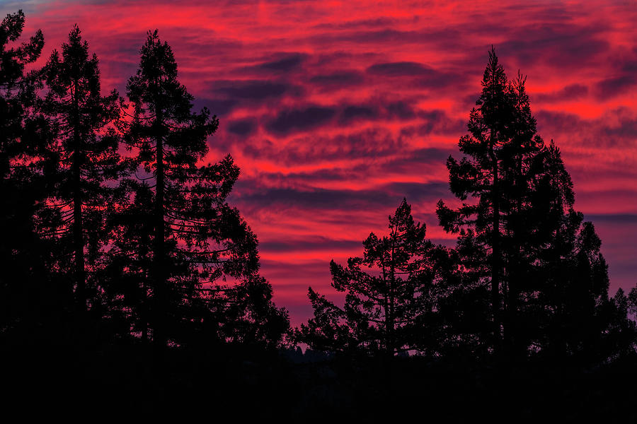 Black Trees against a Flaming Sky Photograph by Kathleen Bishop