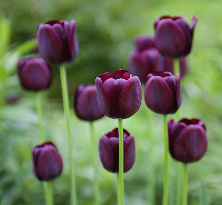 Black Tulips,tulipa Gesneriana by John Burke