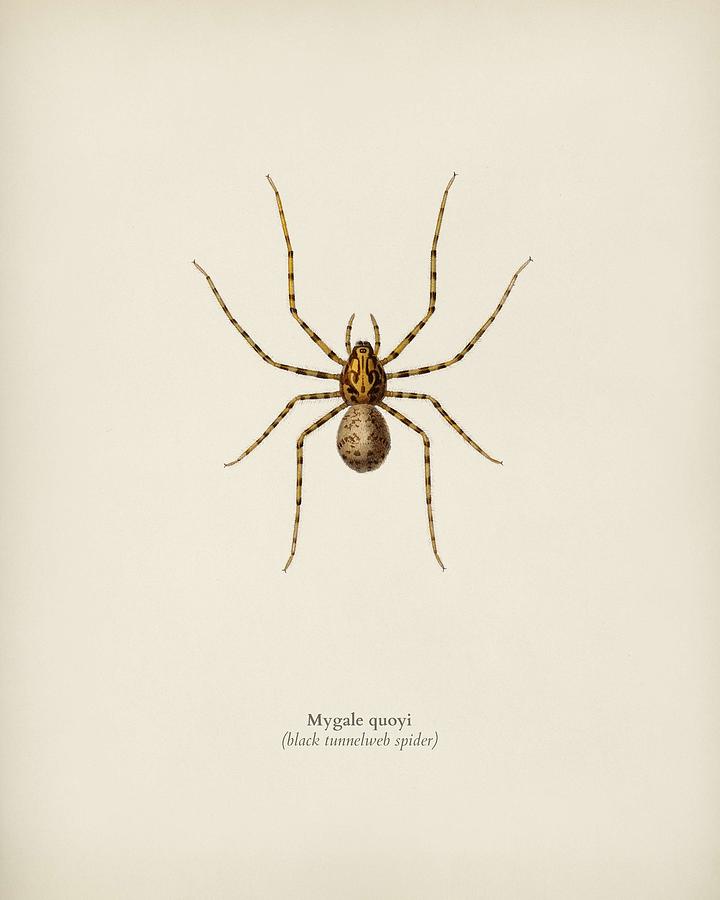 Spider Painting - Black tunnelweb spider  Mygale quoyi illustrated by Charles Dessali Celnes D Orbigny  1806-1876  2 by Celestial Images