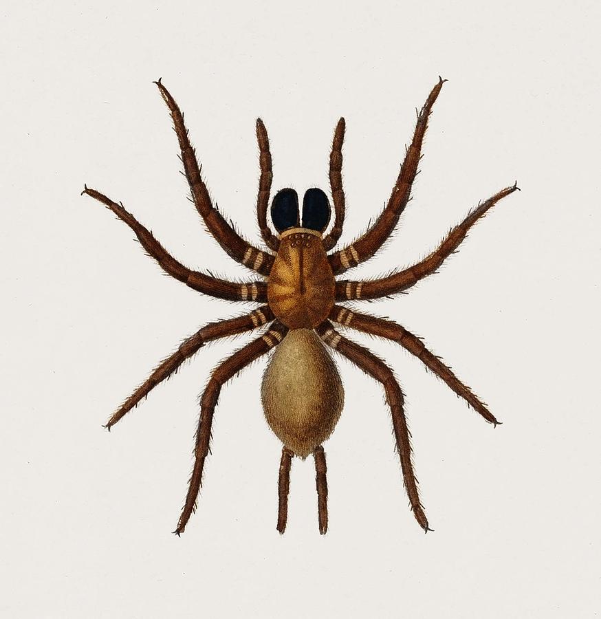 Black Tunnelweb Spider Mygale Quoyi Illustrated By Charles Dessalines D Orbigny 1806 1876 Painting By Celestial Images