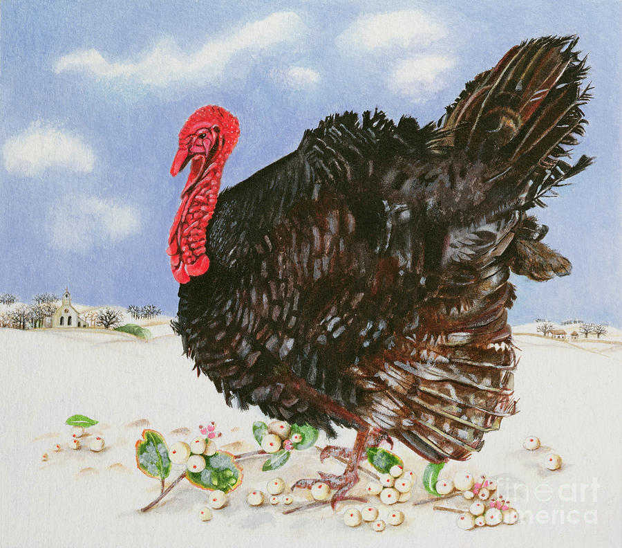 Black Turkey With Snow Berries Painting by Eb Watts