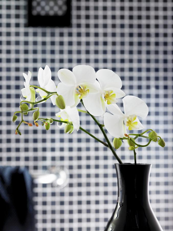 Black Vase Of White Orchids In Front Of Blurred Checked Background Photograph by Greenhaus Press