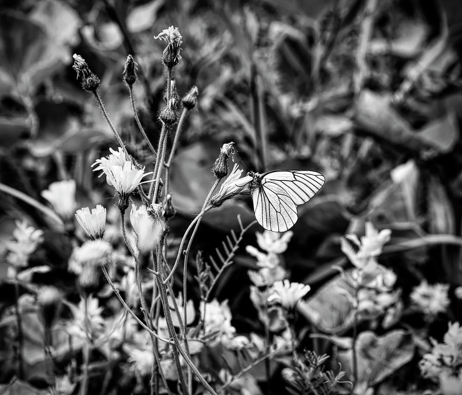 Black And White Photograph - Black Veined White Butterfly On Flower by Panoramic Images