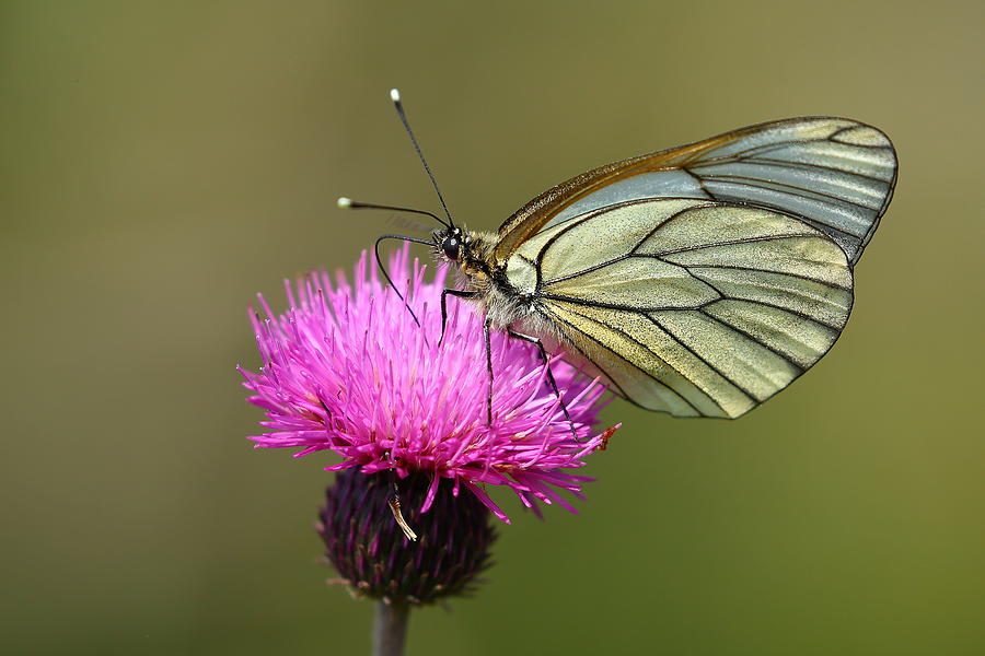 Black-veined White Photograph by Simun Ascic