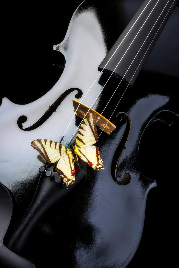 Violin Photograph - Black Vilin And White Butterfly by Garry Gay Violin Photograph - Black Vilin And White Butterfly by Garry Gay