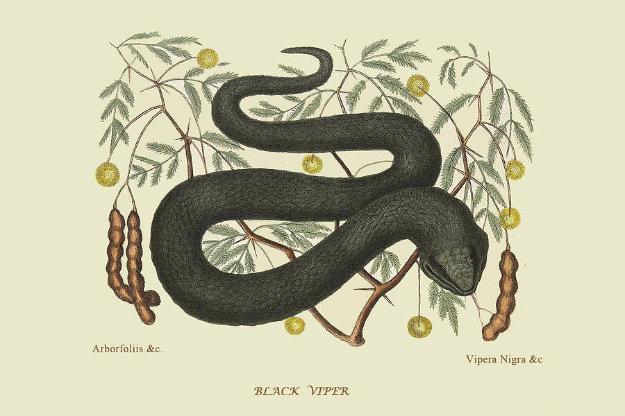 Black Viper Painting by Mark Catesby