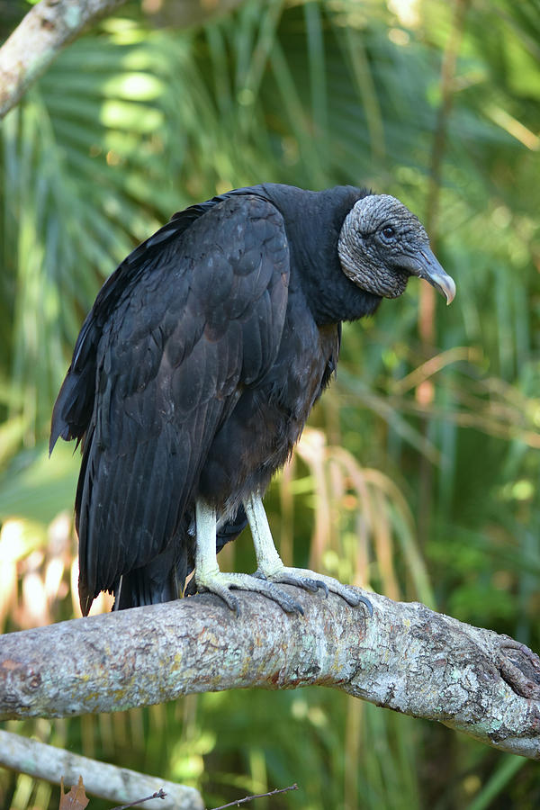 Buzzard Photograph - Black Vulture Bz17 1 by Robert Michaud