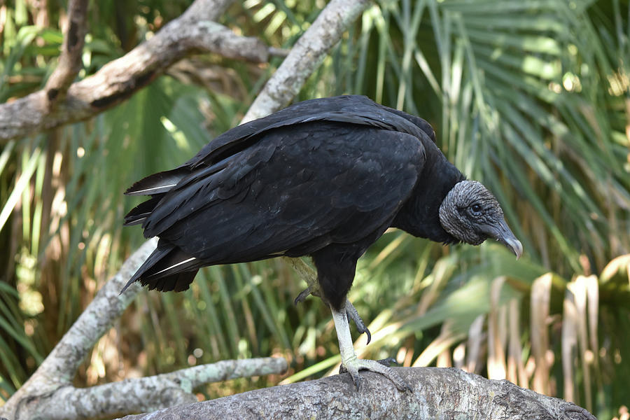 Buzzard Photograph - Black Vulture Bz17 2 by Robert Michaud