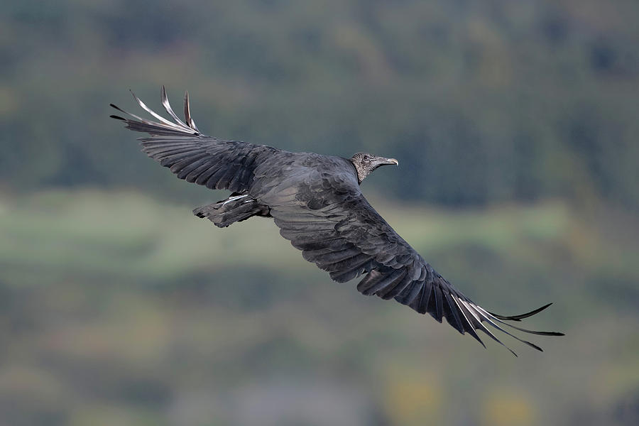 Black Vulture, Coragyps Atratus Photograph by James Zipp