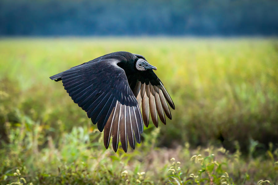 Vulture Photograph - Black Vulture by Ed Esposito
