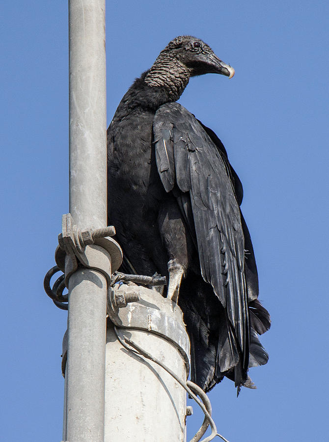 Black Vulture in Santiago City, Chile Photograph by Venetia Featherstone-Witty