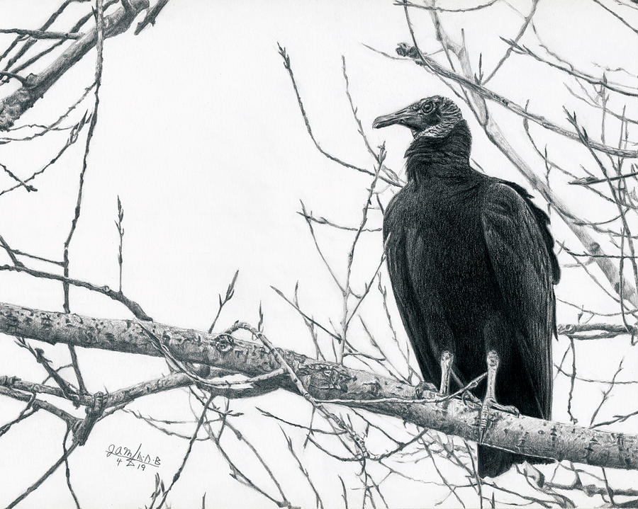Black Vulture Painting by Joshua Martin