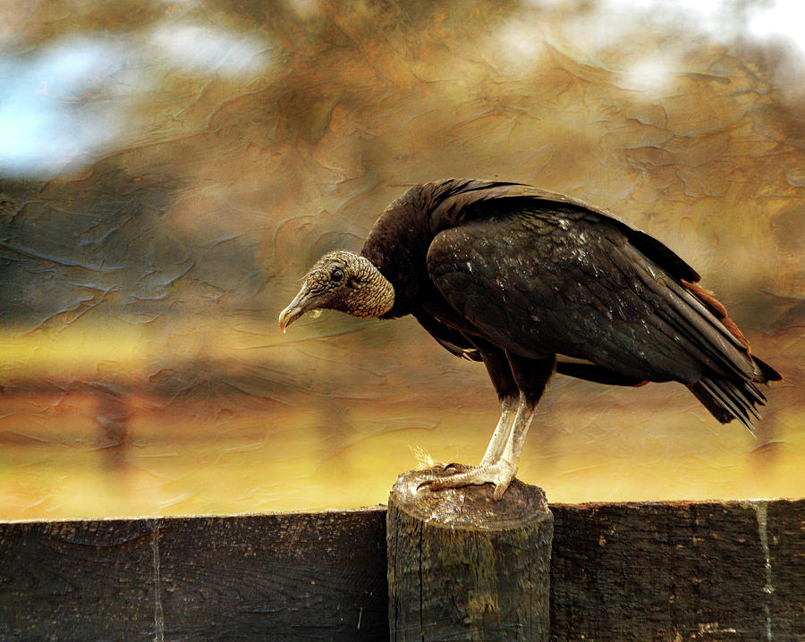 Black Vulture Photograph by Rod Best